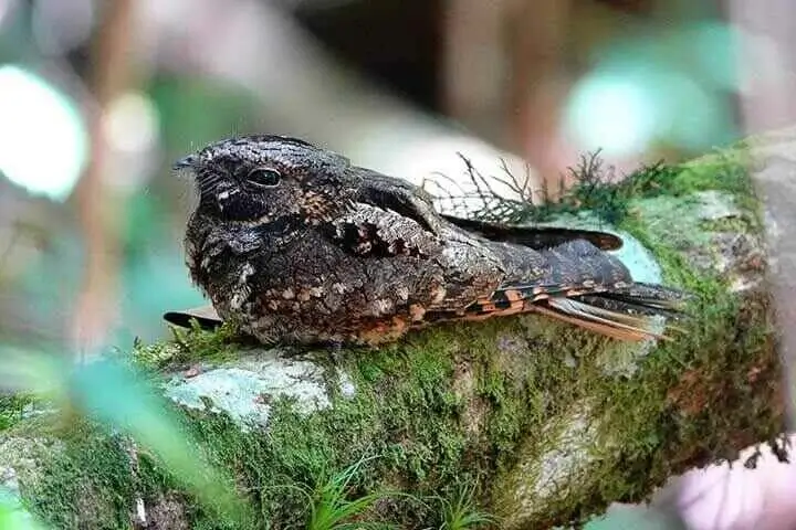 abyssnian nightjar